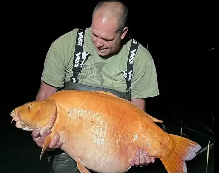 The big goldfish has not seen the peak yet, need to do this immediately