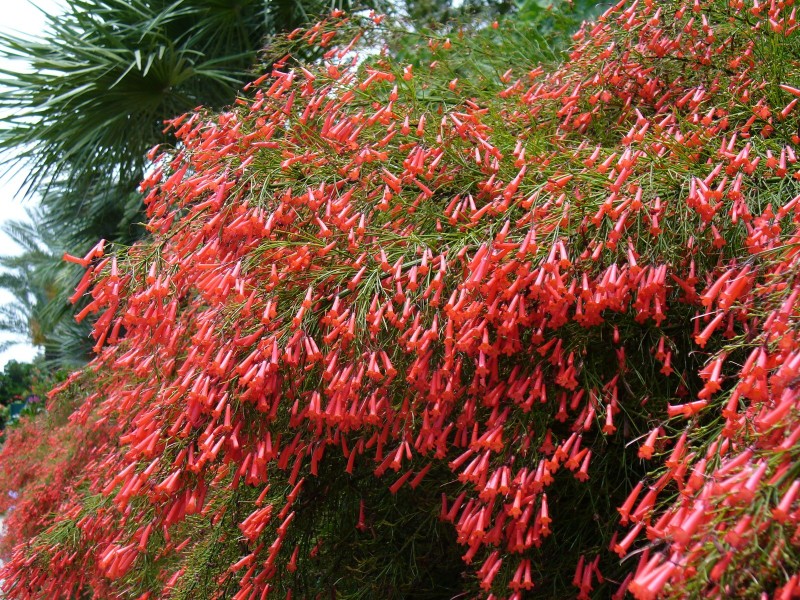 Cay canh cat tuong do nhu phao, mang may man, thinh vuong vao nha