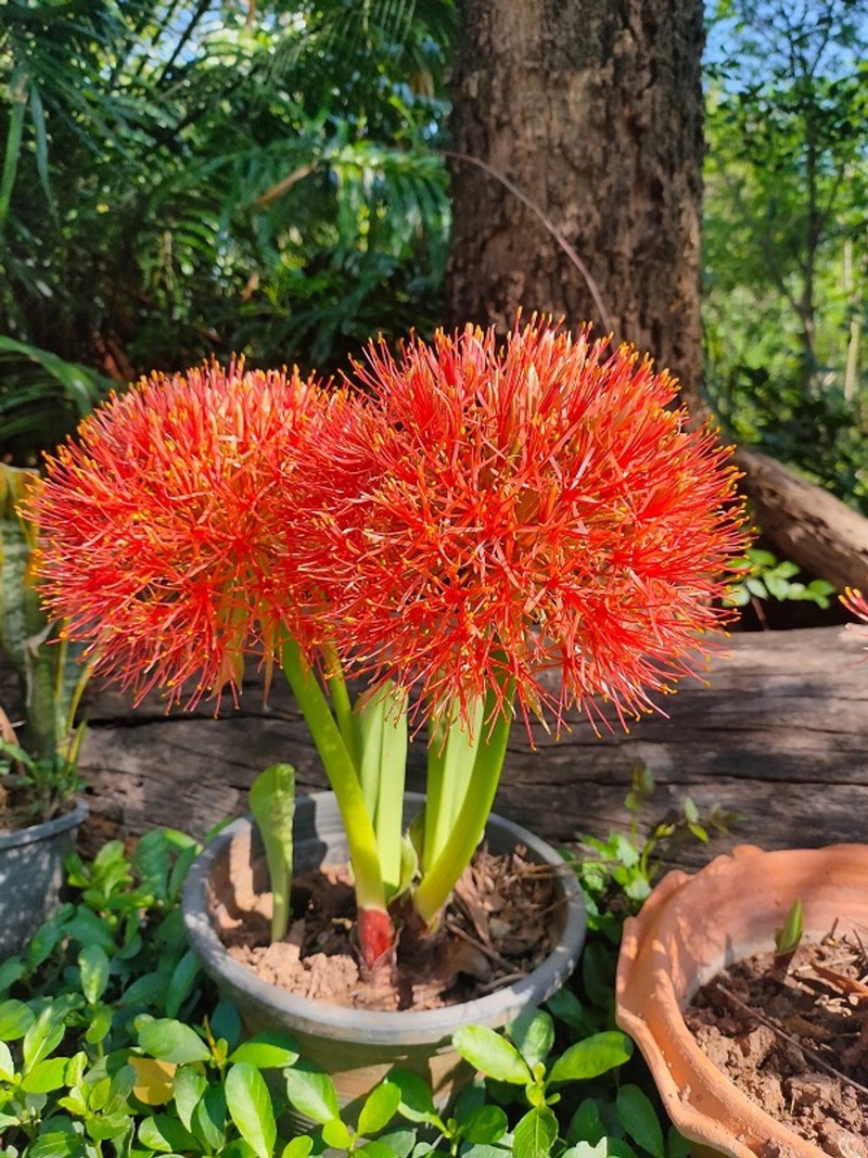 Cay canh cat tuong, hoa do nhu mau, 'dot' moi anh nhin-Hinh-7