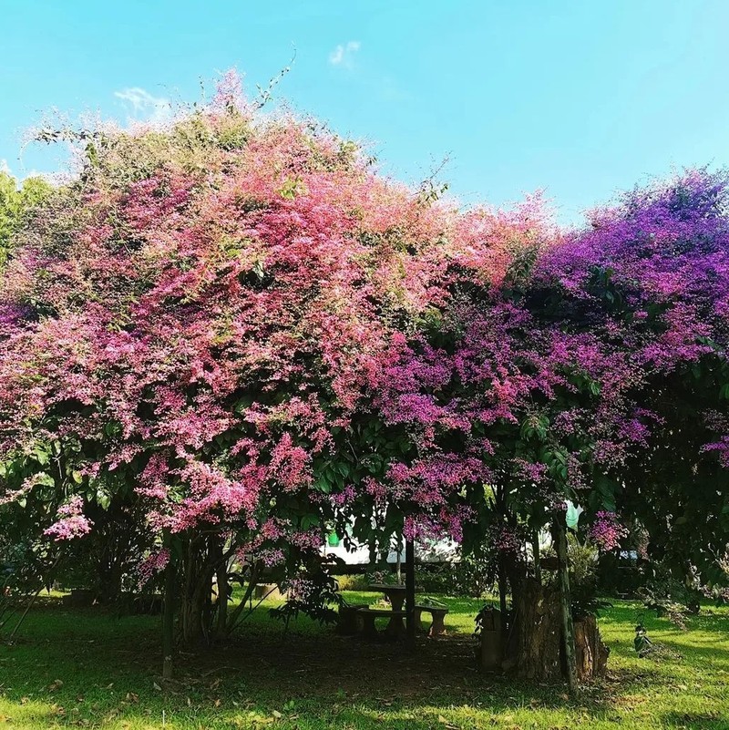 Choang vang ve dep cua loai cay hoa hong tim bong benh nhu may-Hinh-13