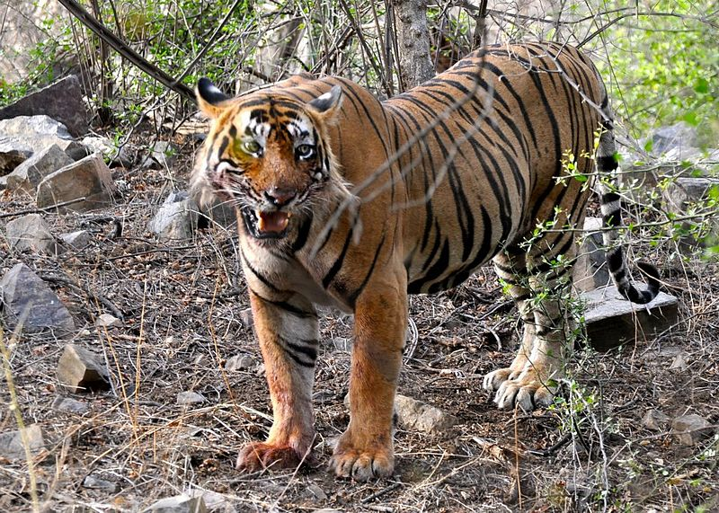 Ho Bengal sinh con o Dong Nai: Loai quy hiem nhat Trai Dat-Hinh-3