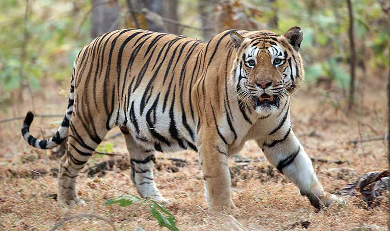 Ho Bengal sinh con o Dong Nai: Loai quy hiem nhat Trai Dat-Hinh-8