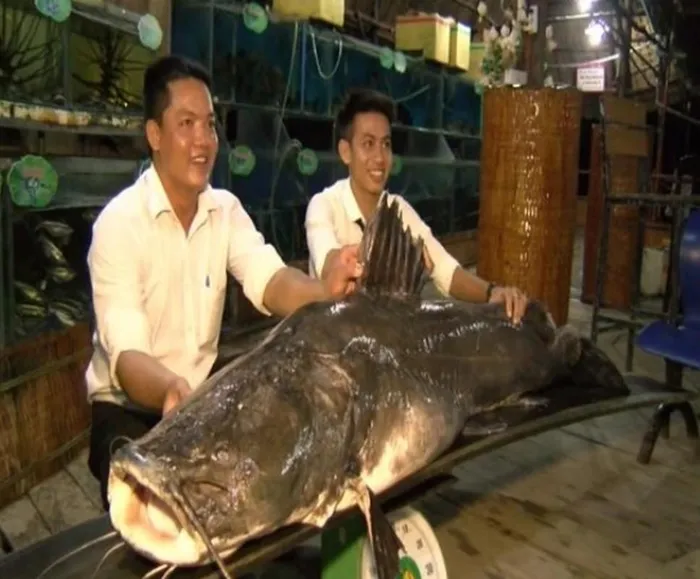 Hoang mang loai ‘thuy quai’ bi an tung xuat hien tai Viet Nam-Hinh-8