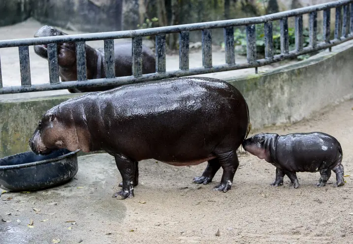 Can canh ha ma lun Moo Deng, 'ngoi sao' moi noi o Thai Lan-Hinh-7