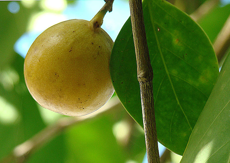 Be qua cua loai cay nay se khien ban 'hoa dien'-Hinh-3