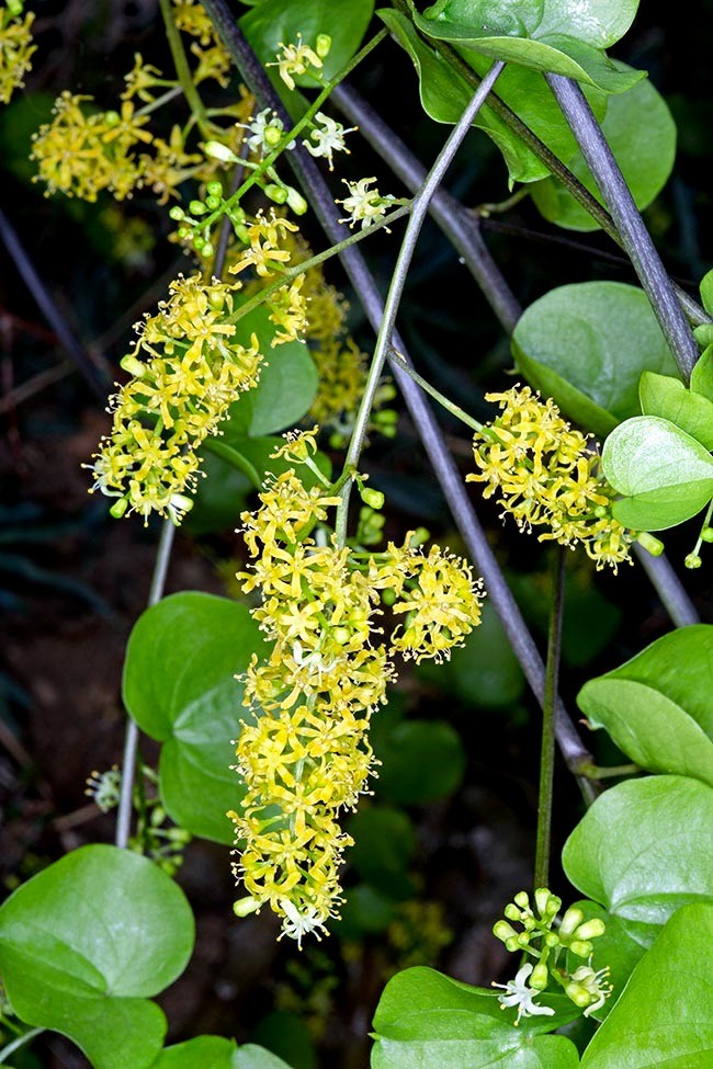 Cay canh doc la, song lau, trong trong nha xua duoi ta khi-Hinh-8