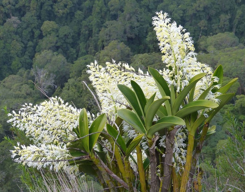 Cay canh 'tien thao', trong trong nha phu quy ngut ngan nhu may-Hinh-17