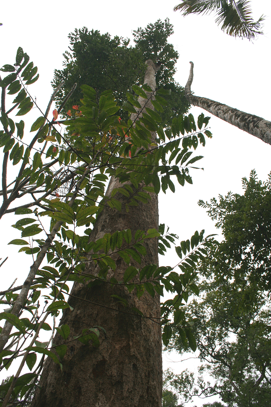 Nhung loai cay trong Sach do o Khu bao ton thien nhien Hon Ba-Hinh-16