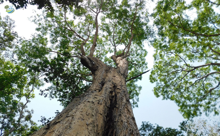 Nhung loai cay trong Sach do o Khu bao ton thien nhien Hon Ba-Hinh-8