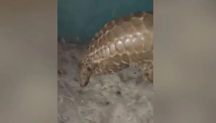 Dong vat quy hiem sap tuyet chung bat ngo di lac vao nha dan