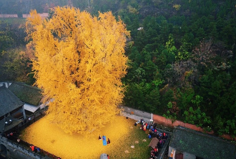 Vuon trong 5 cay, con chau sung tuc, ngu phuc den cua-Hinh-19