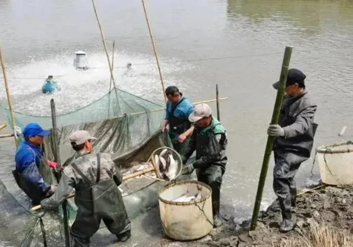 Loai ca du chua doc to nhung van duoc san lung rao riet vi...-Hinh-7