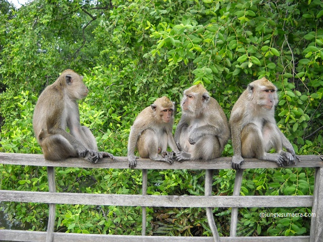 Khi duoi dai o Con Dao bi bat trai phep: Loai sap tuyet chung-Hinh-6