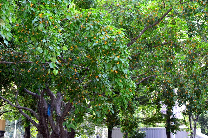 Cay canh dat gia, trong 1 cay con chau huong phuc nhieu doi-Hinh-20