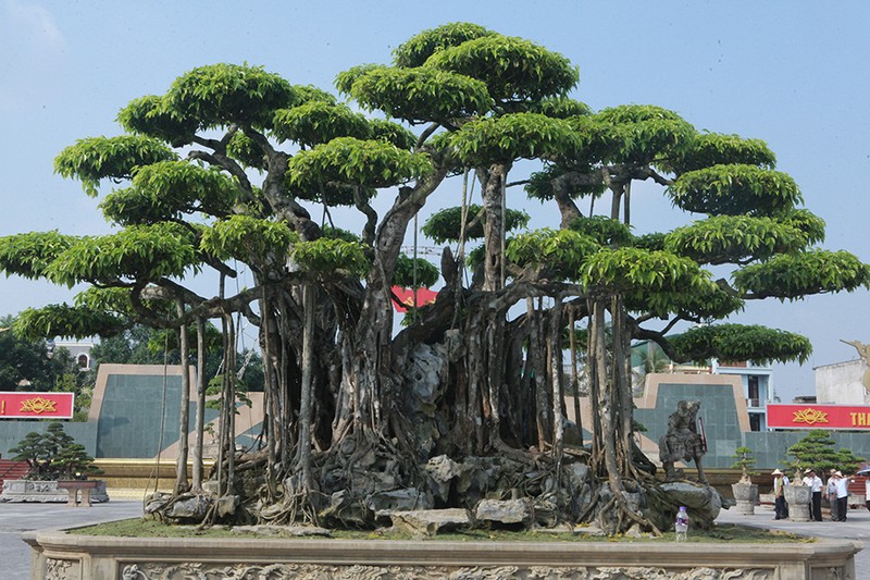 Cay canh dat gia, trong 1 cay con chau huong phuc nhieu doi-Hinh-3