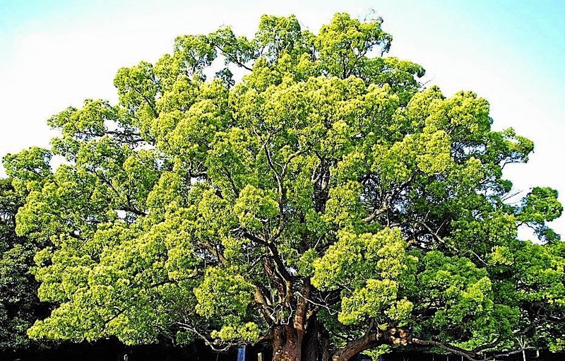 Cay gia nhat Viet Nam: Mang phuoc lanh, hut tai loc, may man-Hinh-12