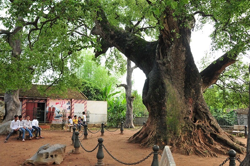 Cay gia nhat Viet Nam: Mang phuoc lanh, hut tai loc, may man-Hinh-2