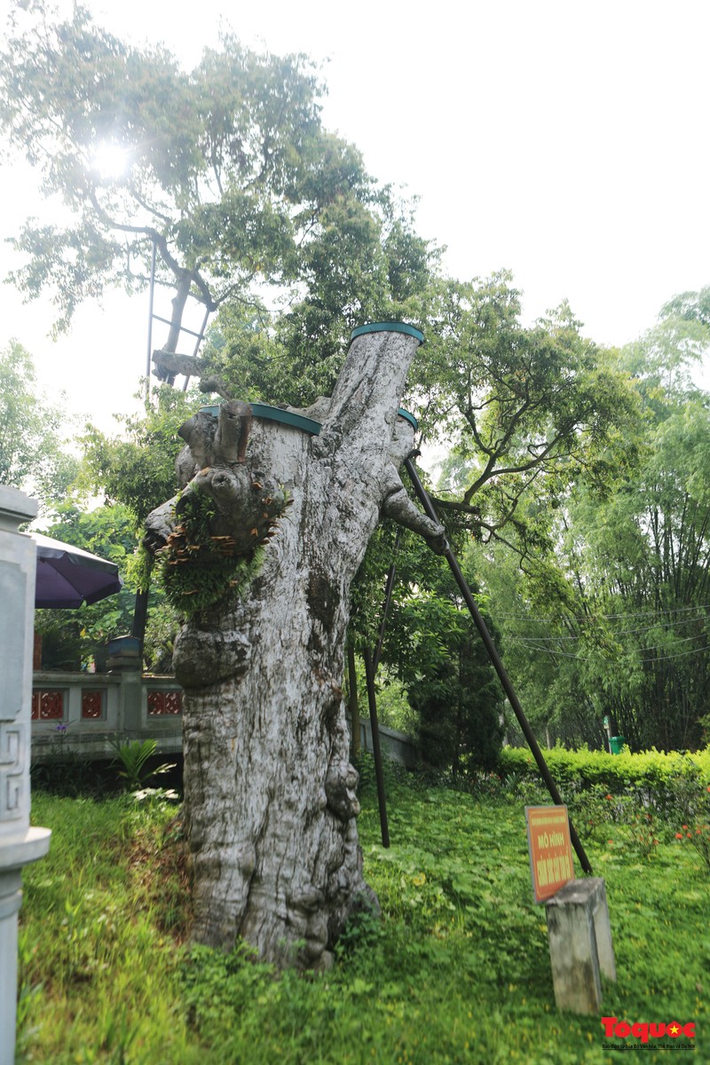 Cay gia nhat Viet Nam: Mang phuoc lanh, hut tai loc, may man