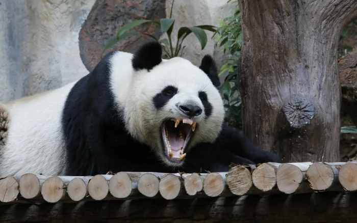 Ve ngoai bat ngo cua loai vat khien su tu phai 'de chung'