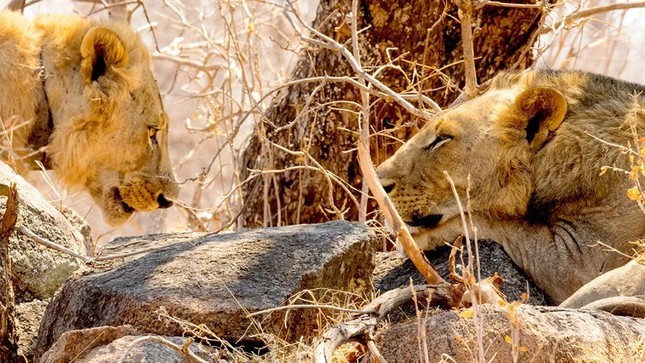 Kham pha moi ve su tu an thit nguoi o Tsavo