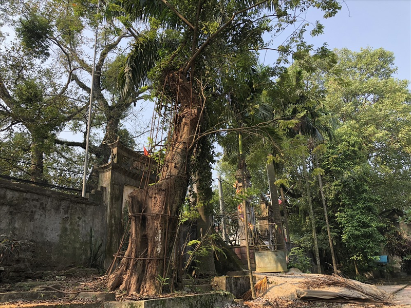 Loai cay go la 'vang lo thien' hien dien tren nui o Ha Noi-Hinh-4