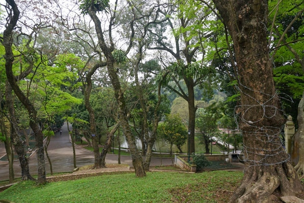 Loai cay go la 'vang lo thien' hien dien tren nui o Ha Noi-Hinh-7