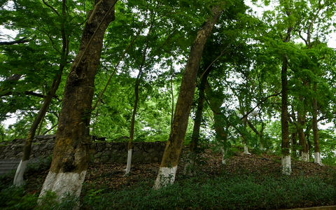 Loai cay go la 'vang lo thien' hien dien tren nui o Ha Noi-Hinh-8