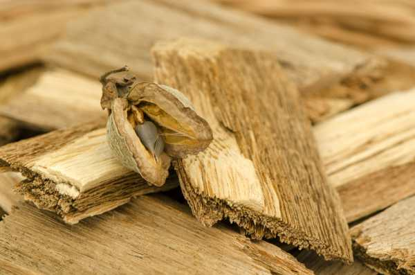 Nhặt được khúc gỗ lạ, nào ngờ 'báu vật' cả đời không dám nghĩ - Hình 5 Nhat duoc khuc go la, nao ngo 'bau vat' ca doi khong dam nghi-Hinh-5