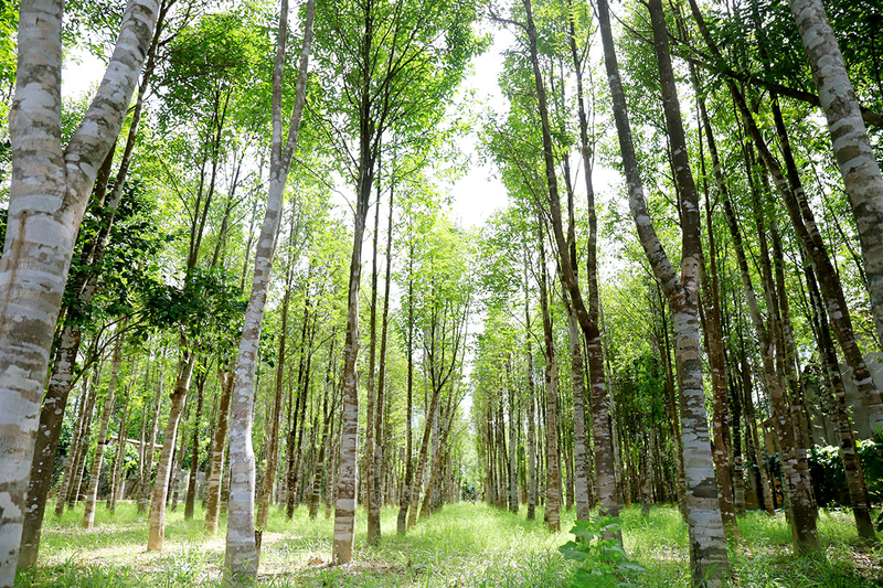 Nhat duoc khuc go la, nao ngo 'bau vat' ca doi khong dam nghi-Hinh-8