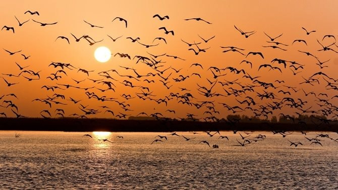 Tại sao động vật giao phối không sợ yếu tố cận huyết? - Hình 2 Tai sao dong vat giao phoi khong so yeu to can huyet?-Hinh-2