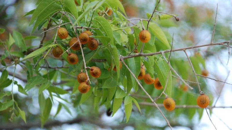 Cay canh cat tuong, duoi ta ma, thu hut diem lanh cho gia chu-Hinh-30