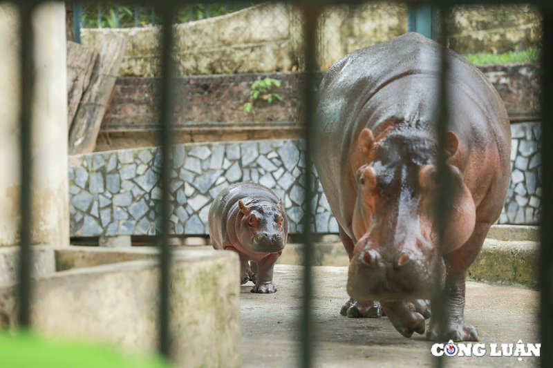 Loat anh sieu dang yeu cua ha ma baby tai vuon thu Ha Noi-Hinh-4