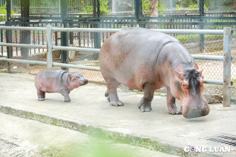 Loat anh sieu dang yeu cua ha ma baby tai vuon thu Ha Noi-Hinh-5