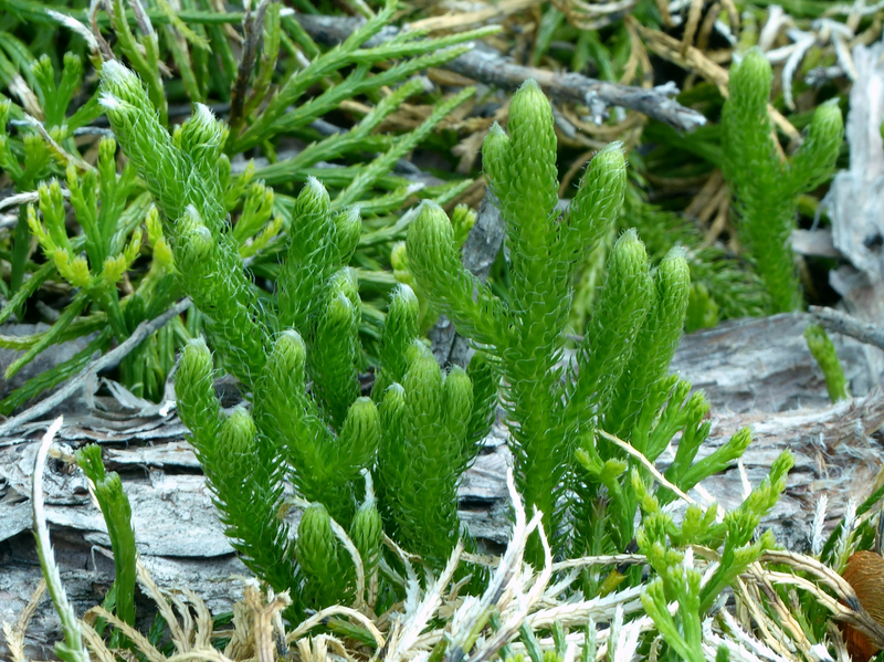 Doc la loai cay 'rong qua nui', dai gia rao riet san lung-Hinh-2