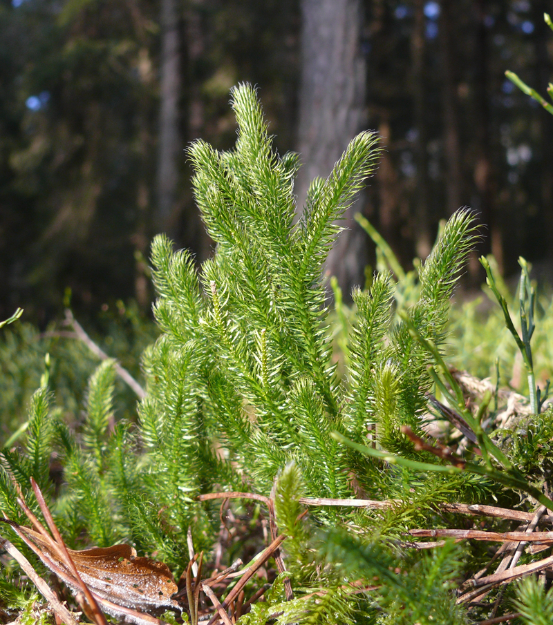 Doc la loai cay 'rong qua nui', dai gia rao riet san lung-Hinh-3