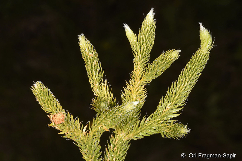 Doc la loai cay 'rong qua nui', dai gia rao riet san lung-Hinh-4