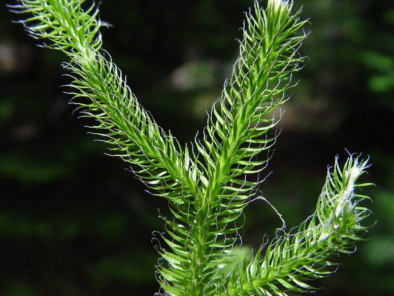 Doc la loai cay 'rong qua nui', dai gia rao riet san lung-Hinh-5