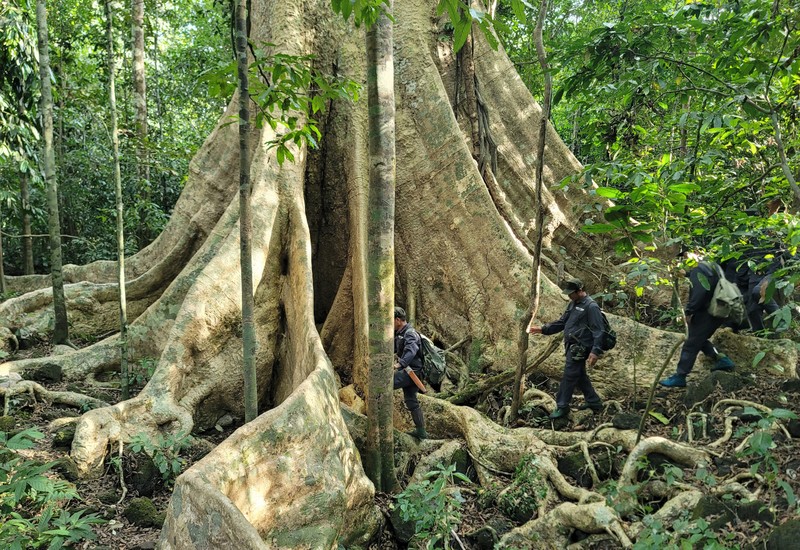 Cay co thu 400 tuoi duoc vi la 'than lan sam' cua Viet Nam-Hinh-8