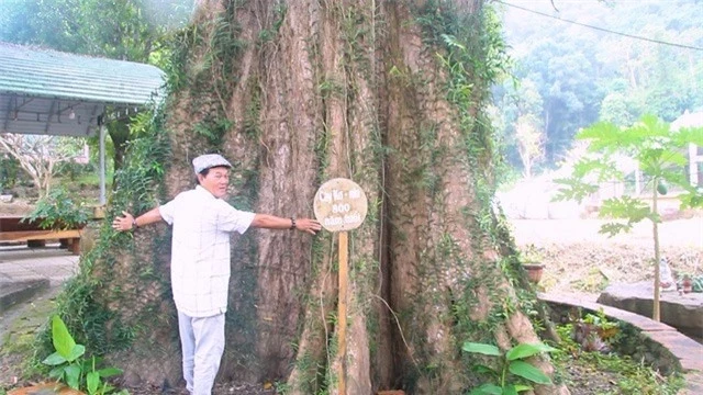 Cay dai co thu cua Viet Nam co tuoi tho sanh ngang troi dat-Hinh-3