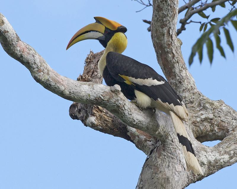 Chim hong hoang xuat hien o Bien Hoa hiem co nao?-Hinh-7