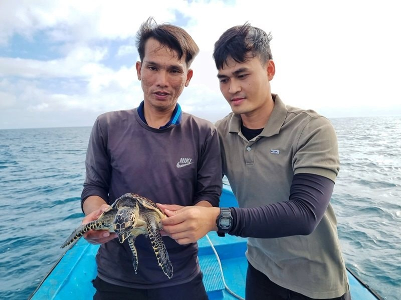 Cá thể rùa biển được thả ở Lý Sơn là loài siêu hiếm - Hình 2 Ca the rua bien duoc tha o Ly Son la loai sieu hiem-Hinh-2