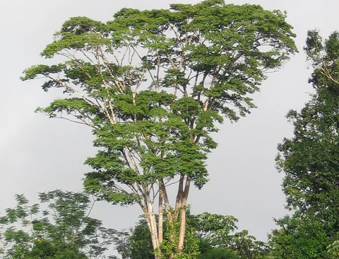 Loai go quy hon ngoc, co kha nang doi mau, Viet Nam cung co-Hinh-2