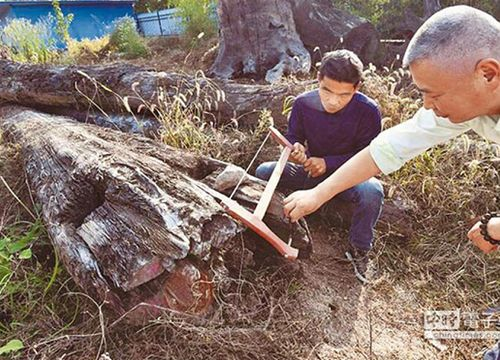 Dao trung khuc go quy 650 ty dong, cong nhan chop mat doi doi-Hinh-5