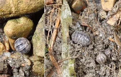 Loài côn trùng bị nhiều người ghét bất ngờ lại là 'kho báu' - Hình 3 Loai con trung bi nhieu nguoi ghet bat ngo lai la 'kho bau'-Hinh-3