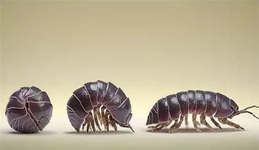 Loài côn trùng bị nhiều người ghét bất ngờ lại là 'kho báu' - Hình 4 Loai con trung bi nhieu nguoi ghet bat ngo lai la 'kho bau'-Hinh-4