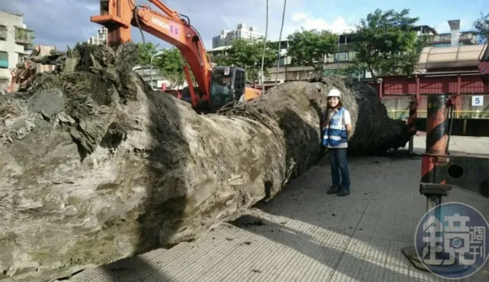 Đào đất phát hiện cây gỗ 24 tấn, chuyên gia lập tức vào cuộc - Hình 2 Dao dat phat hien cay go 24 tan, chuyen gia lap tuc vao cuoc-Hinh-2