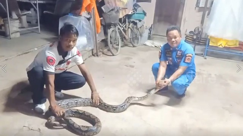 'Quái thú' nuốt gà, ăn mèo, dân làng náo loạn trong đêm - Hình 2 'Quai thu' nuot ga, an meo, dan lang nao loan trong dem-Hinh-2