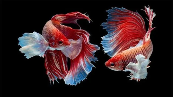 Việt Nam sở hữu loài cá chọi đắt bậc nhất hành tinh - Hình 4 Viet Nam so huu loai ca choi dat bac nhat hanh tinh-Hinh-4