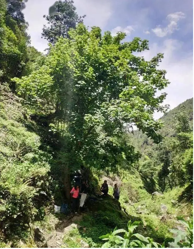 Loài cây chỉ còn 5 cá thể trên Trái Đất, quý hơn kim cương - Hình 2 Loai cay chi con 5 ca the tren Trai Dat, quy hon kim cuong-Hinh-2