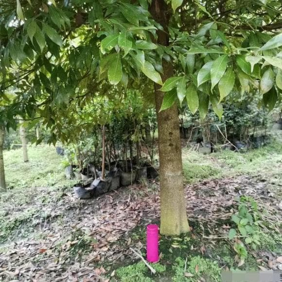Loại gỗ quý, đắt gấp 10 lần vàng nhưng không ai dám trồng - Hình 4 Loai go quy, dat gap 10 lan vang nhung khong ai dam trong-Hinh-4
